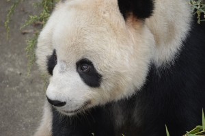 panda-300943_640